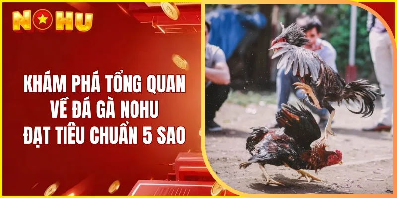 Khám phá tổng quan về đá gà Nohu đạt tiêu chuẩn 5 sao