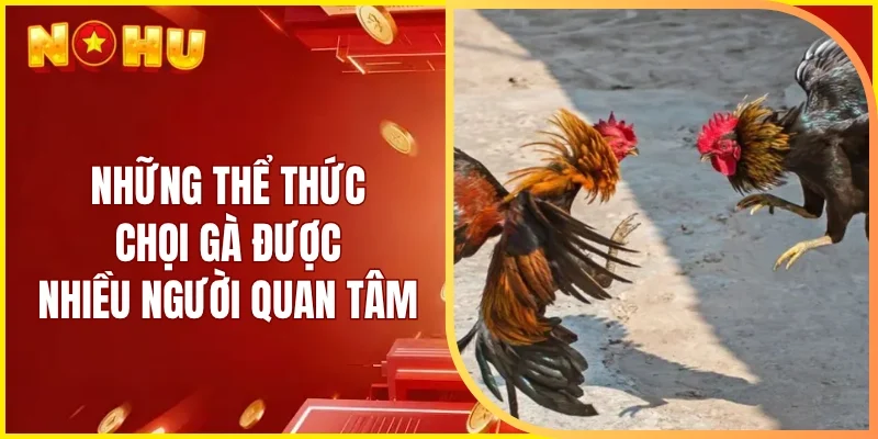 Những thể thức chọi gà được nhiều người quan tâm